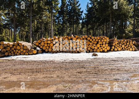 Huge piles of cutted old trees in Owl mountains Stock Photo