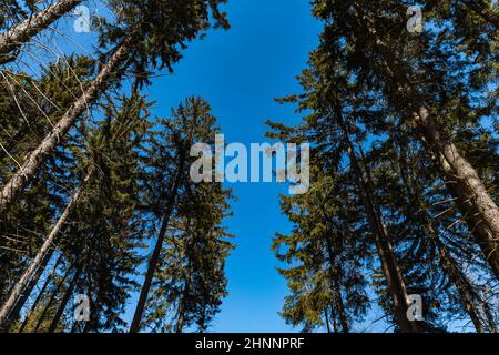 Looking up to tree crowns in mountains and blue sky Stock Photo