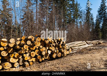 Huge piles of cutted old trees in Owl mountains Stock Photo