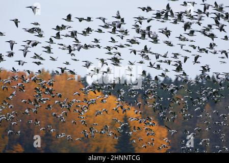 Thick flock of barnacle goose flying in fast speed past forest with Autumn foliage on October Afternoon in Helsinki, Finland. Stock Photo