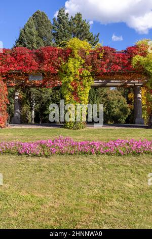 Pergola in Wroclaw on an autumn sunny day, colorful leaves of virginia creeper on a background of blue sky, Szczytnicki Park, Wroclaw, Poland. There i Stock Photo