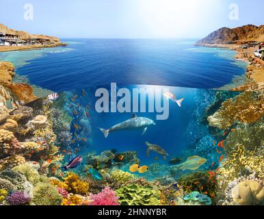 Scuba Diver over underwater canyon Stock Photo