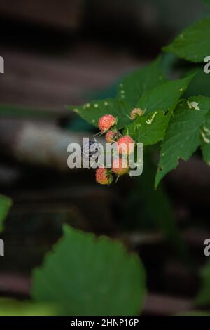 Ripe and green blackberries on a branch surrounded by green leaves. High quality photo Stock Photo