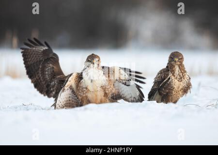 Three common buzzard, buteo buteo, standing on snow in winter nature. Group of birds of prey fluttering with wings on white field. Feathered predators Stock Photo