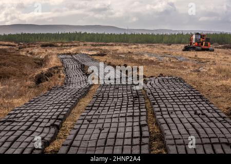 Plots of machine cut turf drying in the sun and the wind on the bog. This turf was cut with a digger and an hopper. Stock Photo