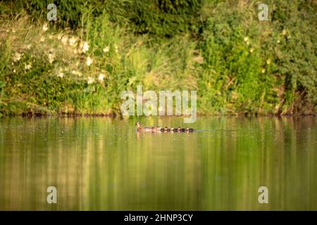 wild bird duck mallard with ducklings swimming across the pond, anas platyrhynchos, family in golden sunset color on spring pond. Czech Republic, Euro Stock Photo