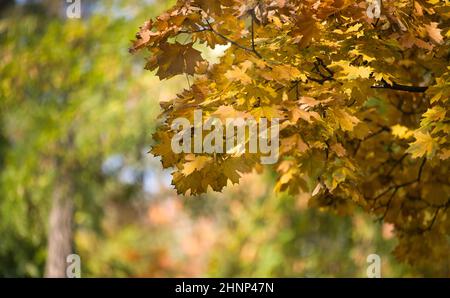 Maple branches with yellow leaves, autumn city park with yellowed leaves on the trees in the sun, day Stock Photo