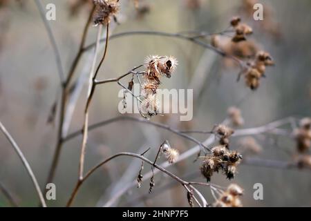 Autumn, dry stem with seeds Burdock weed (rudus, ruderis) plant close up. Arctium lappa.  Asteraceae family Stock Photo