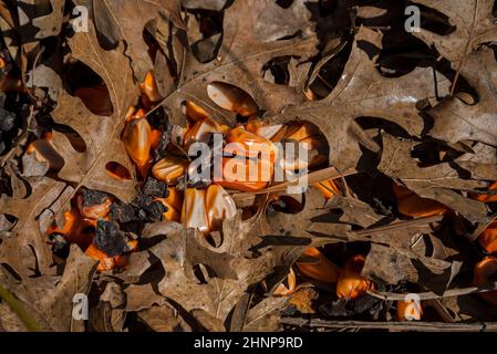 Fallen autumn leaves covering the colorful fruit of a landscape plant in North Central Florida. Stock Photo
