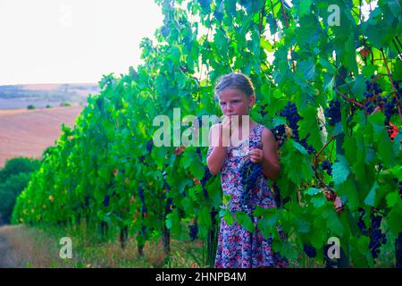 Cute girl little six years old girl tries a fresh red grape directly from the plant in a red vineyard. Concept of biologic, ecologic product. Autumn concept Stock Photo