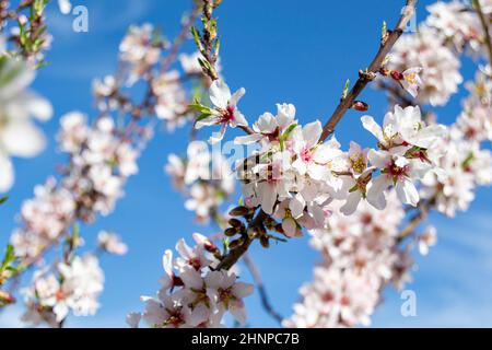 Bumblebee in the flowers of the Quinta de los Molinos park in Madrid in full spring bloom of almond and cherry trees with white and pink flowers Stock Photo