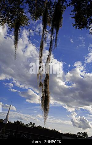 Spanish Moss hanging from a large Live Oak tree near a Baptist Church in North Florida. Stock Photo