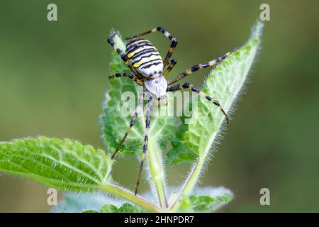 Argiope bruennichi (wasp spider) on web, invasive species of orb-web spider distributed throughout central Europe, Czech Republic wildlife. Czech Repu Stock Photo