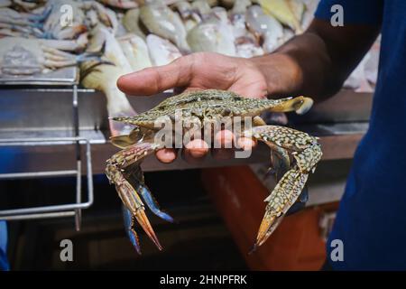 Selective focus at arm of fishmonger holding fresh Blue Callinectes sapidus crab for sale on fish seafood market Stock Photo