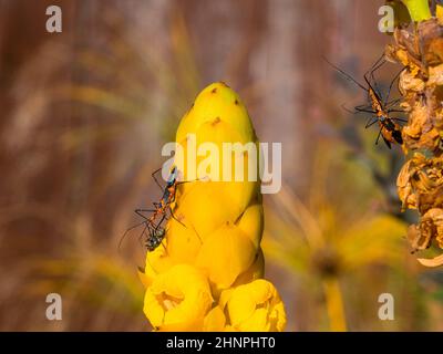 Milkweed assassin bug digesting an impaled fly with mating couple off to the right Stock Photo