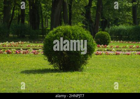 Tree with green foliage cutted in round shape. ball shaped bush in the park Stock Photo