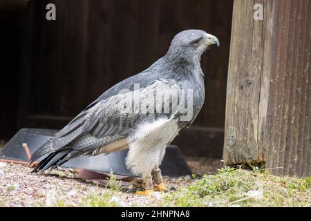 Cordillary eagle (blue buzzard or aguja) (Geranoaëtus melanoleucus). The South American bird of prey, like all hawks (buzzards and eagles), belongs to Stock Photo