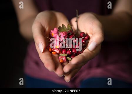 Young woman holds red wild rose hips in heart-shaped hands Stock Photo