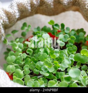Sprouted arugula in a plastic pot for salad in the kitchen. Winter's end Stock Photo