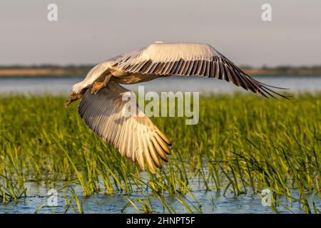 pelican taking off from reed, danube delta, romania Stock Photo