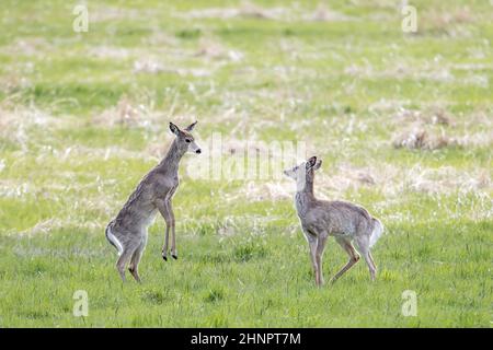 One white tail deer stands up in front of another deer in a possible conflict near Newman Lake, Washington. Stock Photo