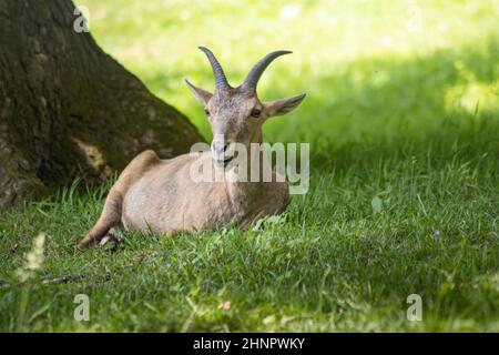 The West Caucasian Ibex or Kuban-Tur (Capra caucasica) is a wild species of goat native to the Western Caucasus. Stock Photo