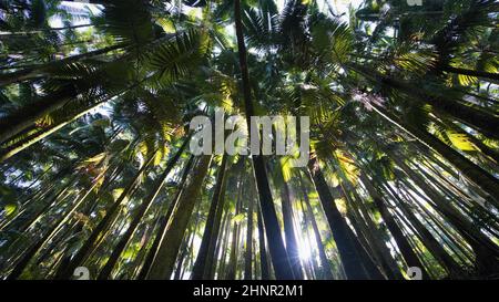 Tropical Palm Trees; Hilo, Big Island Hawaii (USA). Tropical Rainforest; Travel; Nature; Landscape; Scenery; Sky; Canopy. Stock Photo