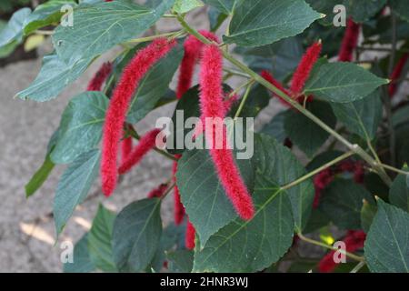 Close up of the draping red flower spikes of a Chenille Red Hot Cat's Tail plant Stock Photo