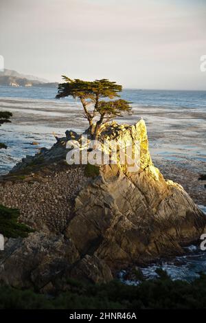 Cypress at the coastline in sunset Stock Photo