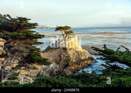 lonely cypress tree in California Stock Photo