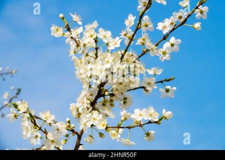 Spring,Blooming,Tree,Against,Blue sky,Prunus domestica,Prunus,Early spring,Branches,Flowers Stock Photo