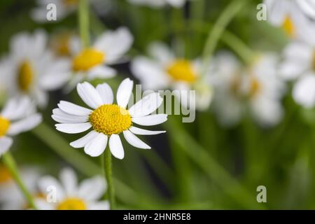 White Daisies, Close up Stock Photo
