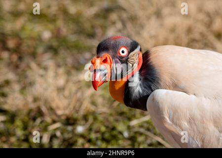Face portrait of an adult King Vulture walking (Sarcoramphus papa) Stock Photo