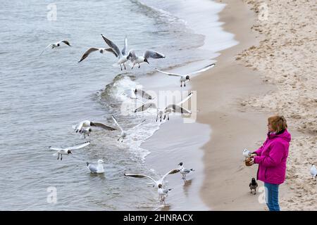 woman loves to feed the seagulls at the baltic sea Stock Photo