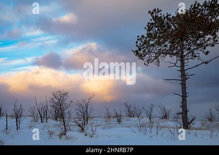 Au Train, Michigan - A lone pine tree stands on the shore of Lake Superior on a winter evening. Stock Photo