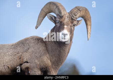 Big Horn Sheep in Yellowstone Park Stock Photo