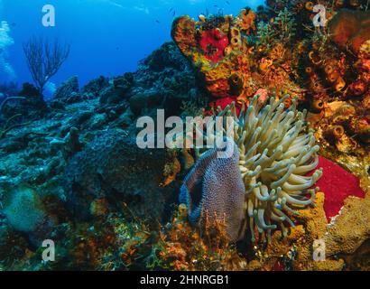 coral reef macro ,texture, abstract marine ecosystem background Stock Photo