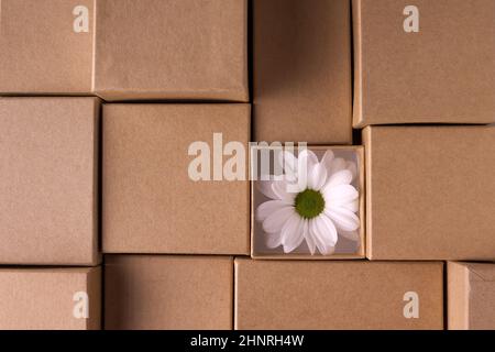 craft boxes of different sizes, with one white flower Stock Photo