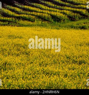 Mustard, Field, Vineyard, Napa Valley, California Stock Photo
