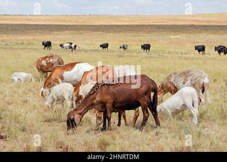 Meatmaster sheep - indigenous sheep breed of South Africa - on rural farm Stock Photo