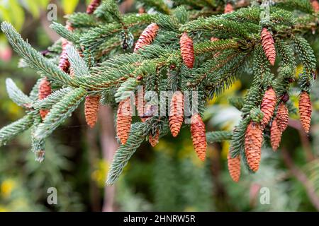A bunch of brown cones, which have already poured their seeds, hangs from a green branch of the Spruce. Stock Photo