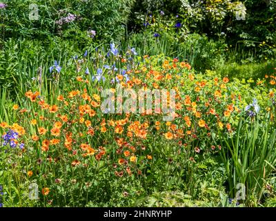 Lovely orange geums and blue irises flowering in a summer garden Closeup of a beautiful pink aster flower in a garden, variety Aster novi-belgii Carni Stock Photo