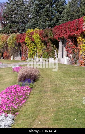 Pergola in Wroclaw on an autumn sunny day, colorful leaves of virginia creeper, Wroclaw, Poland Stock Photo