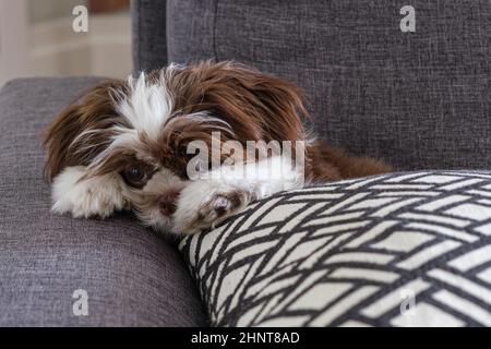 Shih tzu puppy lying on the sofa with an embarrassed face. Stock Photo