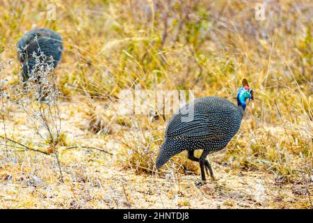 Helm Guinea Fowl helmeted guineafowl numida meleagris in the nature on safari in Kruger National Park in South Africa. Stock Photo