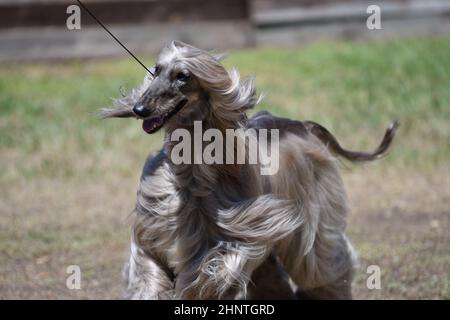 Afghan greyhound, or Afghan - hunting breed of dogs Stock Photo