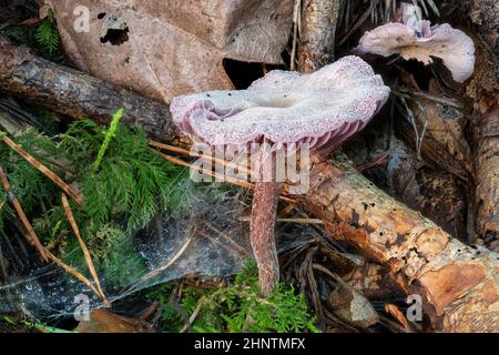 Small purple lacquer funnel between leaves and pine needles on the forest floor Stock Photo