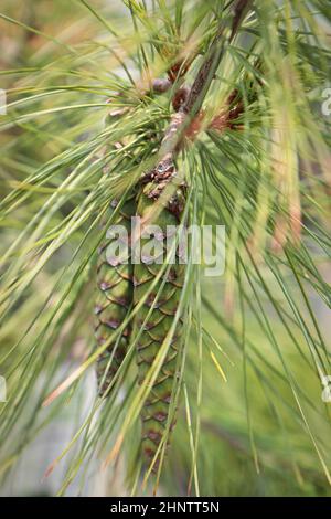 Cones and needles on a White Columnar Pine tree. Stock Photo