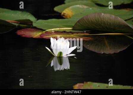 Water lilies on the Masurian lake Stock Photo