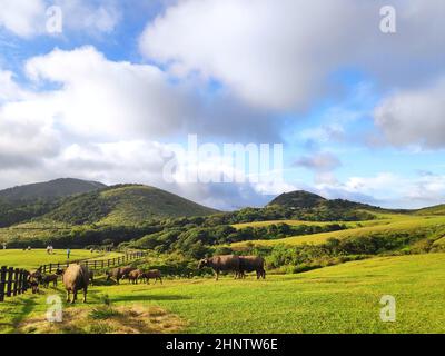 Qingtiangang, Taiwan-Oct 15, 2021: The natural source of alpine grasses is at Shangshan in Taipei City, Taipei City, Taiwan Stock Photo